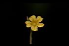 羞禮花-花39.JPG