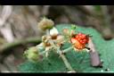 羽萼懸鉤子-紅實3.jpg