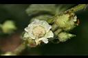 羽萼懸鉤子-花2.jpg