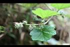 羽萼懸鉤子-花苞2.jpg