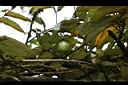 翅子樹-實1.jpg