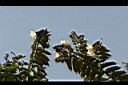 翅子樹-花0.jpg