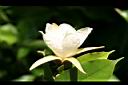 翅子樹-花03.JPG