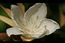翅子樹-花11.JPG