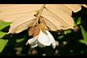 翅子樹-花12.JPG