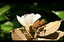 翅子樹-花16.JPG