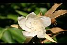 翅子樹-花00.JPG