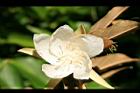 翅子樹-花01.JPG