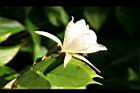 翅子樹-花04.JPG