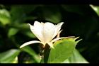 翅子樹-花05.JPG