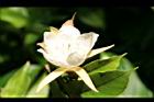 翅子樹-花06.JPG