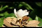 翅子樹-花07.JPG