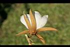 翅子樹-花08.JPG