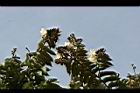 翅子樹-花1.jpg