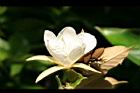 翅子樹-花15.JPG