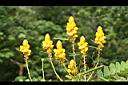 翅果鐵刀木-花5.JPG