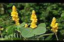 翅果鐵刀木-花6.JPG