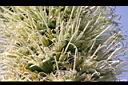 翠綠龍舌蘭-花04.JPG