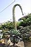 翠綠龍舌蘭05.JPG