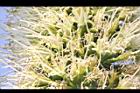 翠綠龍舌蘭-花0.JPG