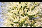 翠綠龍舌蘭-花01.JPG