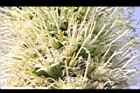翠綠龍舌蘭-花3.JPG