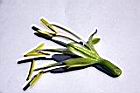 翠綠龍舌蘭-花32.JPG