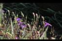 翠蘆莉-花39.JPG