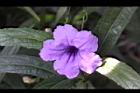 翠蘆莉-花20.JPG