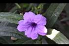 翠蘆莉-花21.JPG