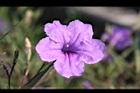 翠蘆莉-花26.JPG