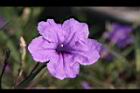 翠蘆莉-花28.JPG