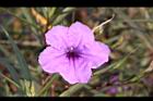 翠蘆莉-花30.JPG