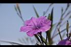 翠蘆莉-花36.JPG