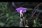 翠蘆莉-花側1.JPG