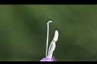 翠蘆莉-花蕊02.JPG
