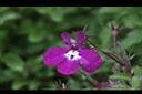 翠蝶花-紫花07.JPG