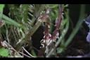 翠蝶花-莖01.JPG