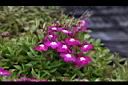 翠蝶花09.JPG