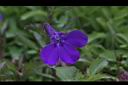 醉蝶花-藍花00.JPG