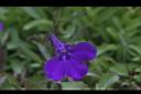 醉蝶花-藍花01.JPG