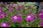 翠蝶花-紫花10.JPG
