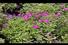 翠蝶花05.JPG