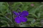 醉蝶花-藍花03.JPG