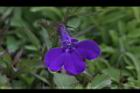醉蝶花-藍花06.JPG