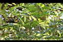 翼核木-實00.JPG