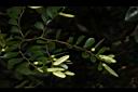 翼核木-實03.JPG