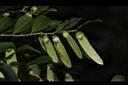 翼核木-實07.JPG
