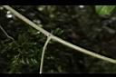 翼核木-莖01.JPG