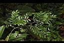 翼核木-葉01.JPG